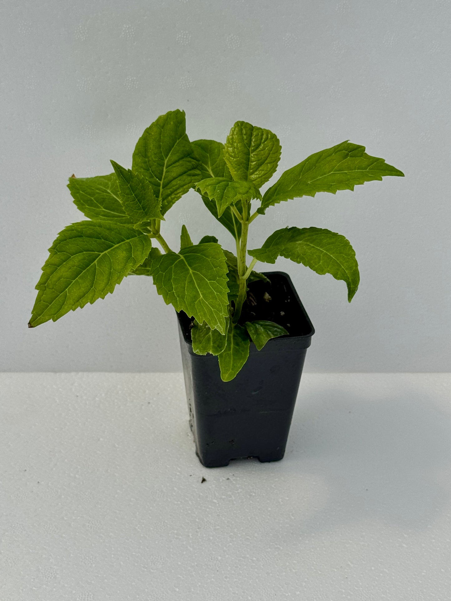 Hydrangea Bigleaf 'Nikko Blue'