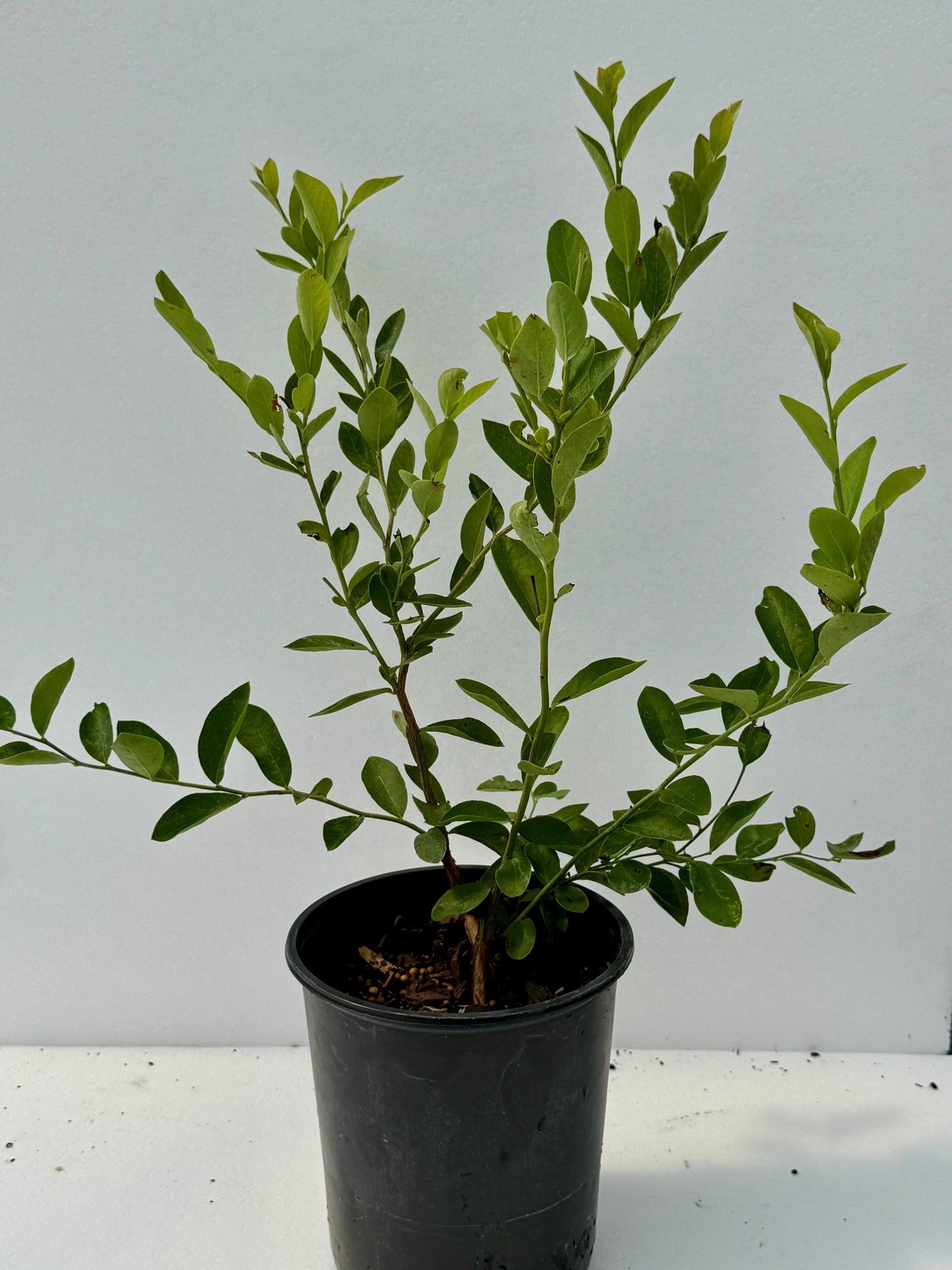 Blueberry 'Brightwell'