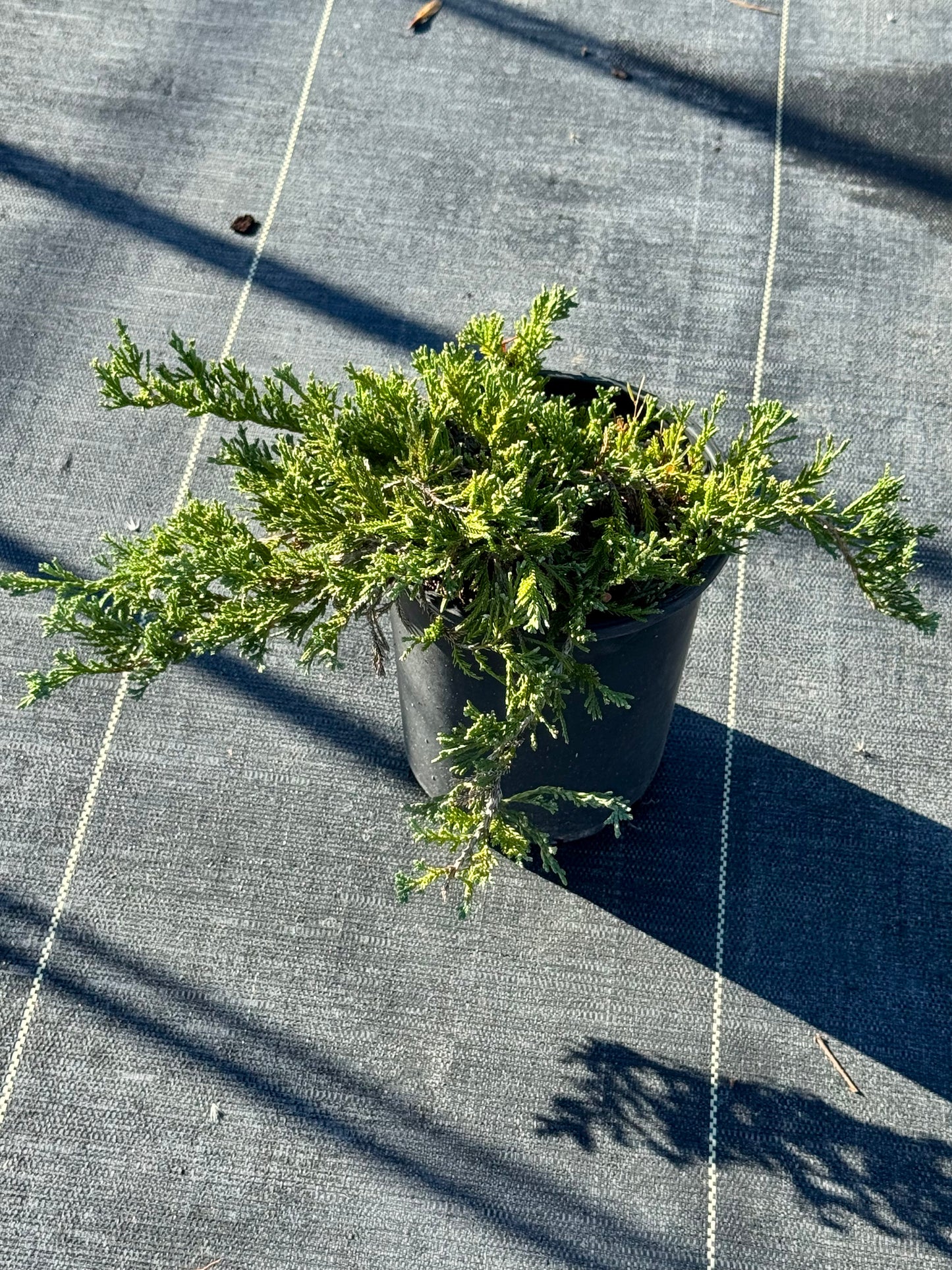 Juniper 'Blue Rug'