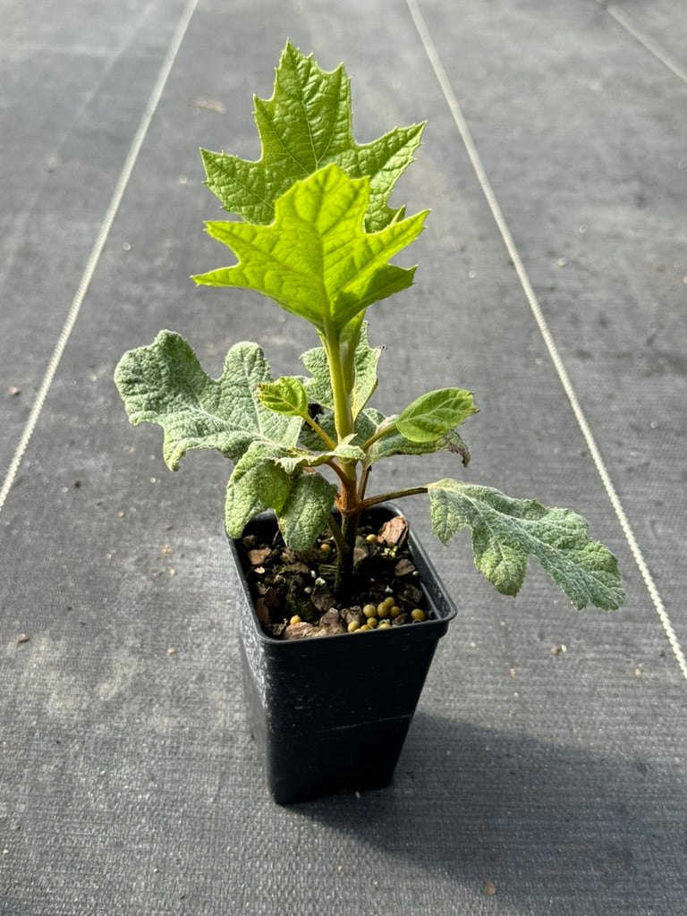 Hydrangea Oakleaf 'Alice'