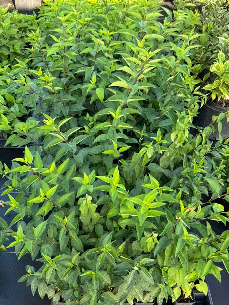 Forsythia 'Lynwood Gold'