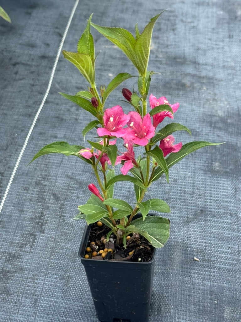 Weigela 'Cardinal Red'