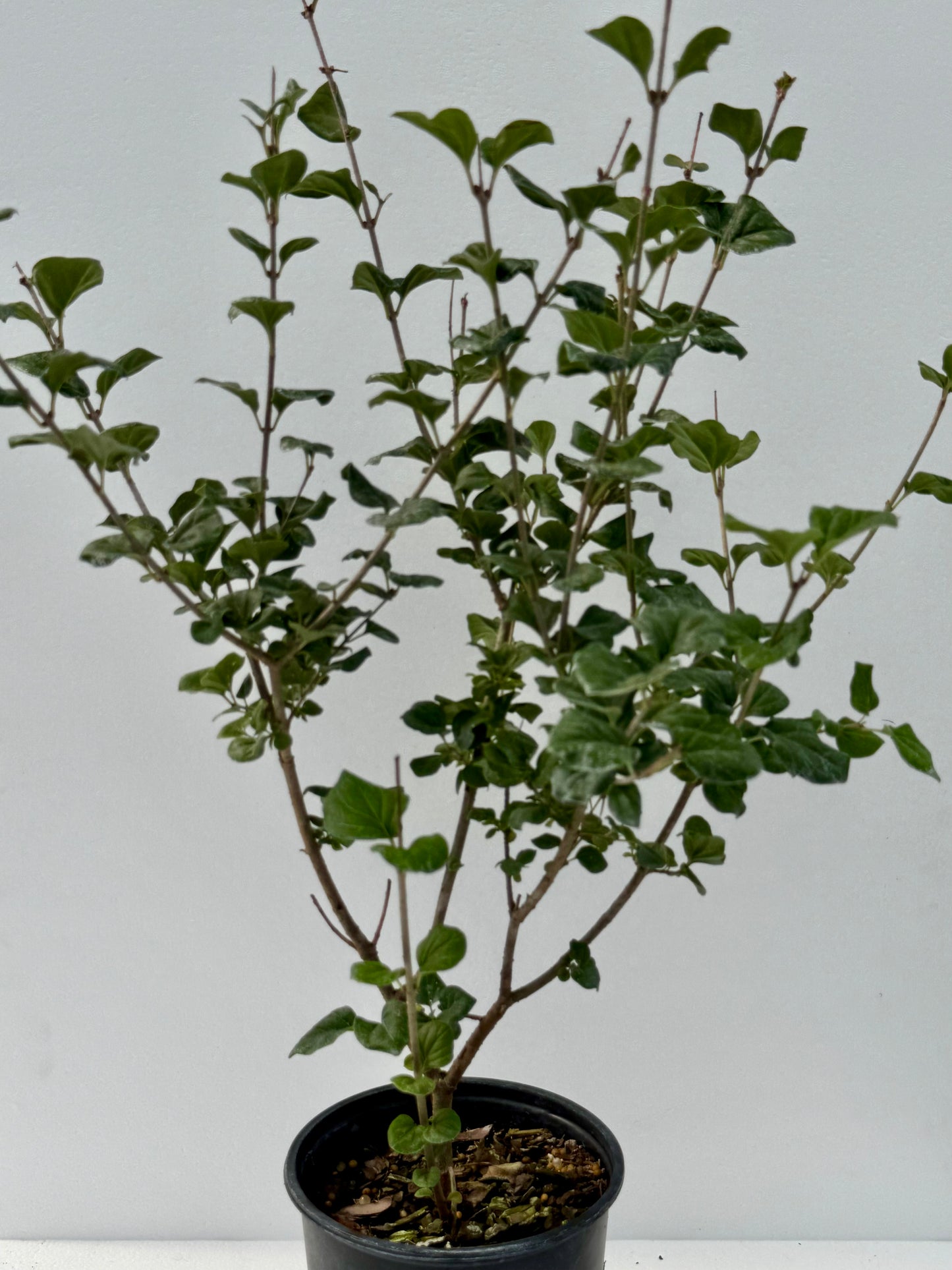 Lilac 'Palabin' Dwarf Korean