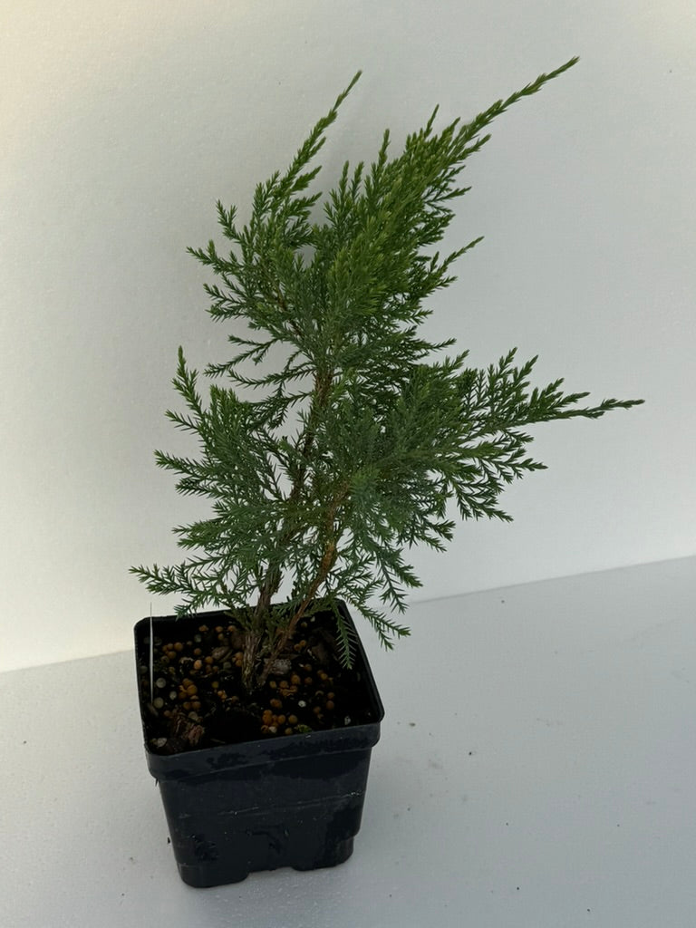 Juniper 'Sea Green'