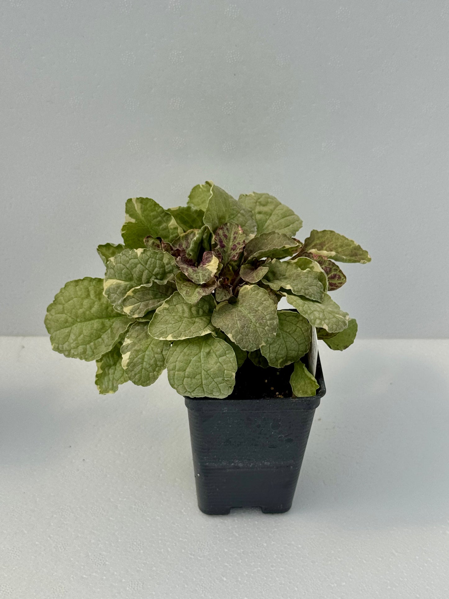 Ajuga 'Burgundy Glow'
