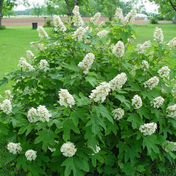 Hydrangea Oakleaf 'Alice'