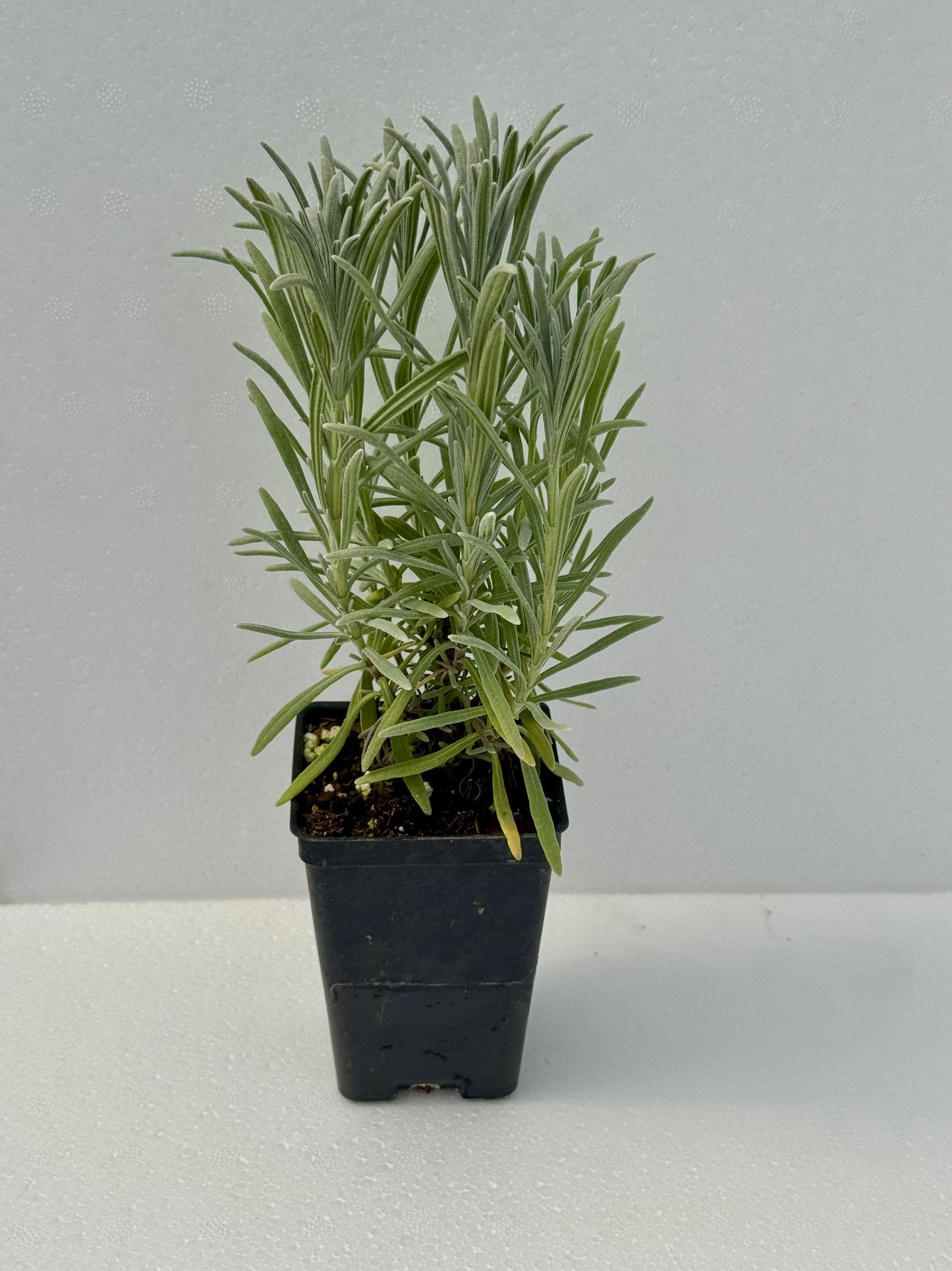 Lavender 'Phenomenal'