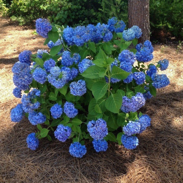 Hydrangea Bigleaf 'Nikko Blue'