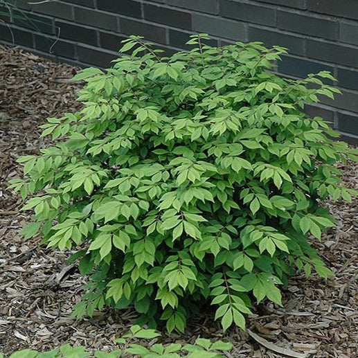 Burning Bush