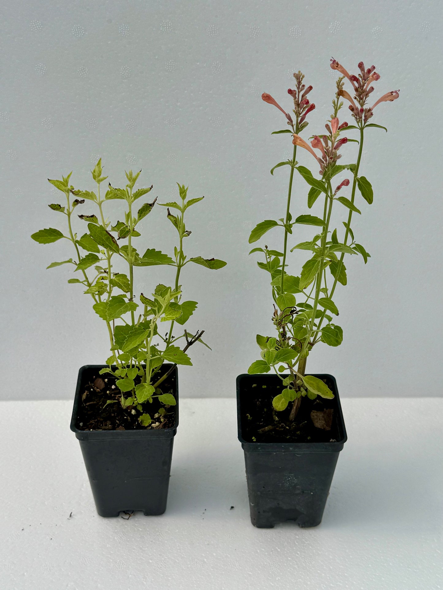 Agastache 'Kudos Yellow'