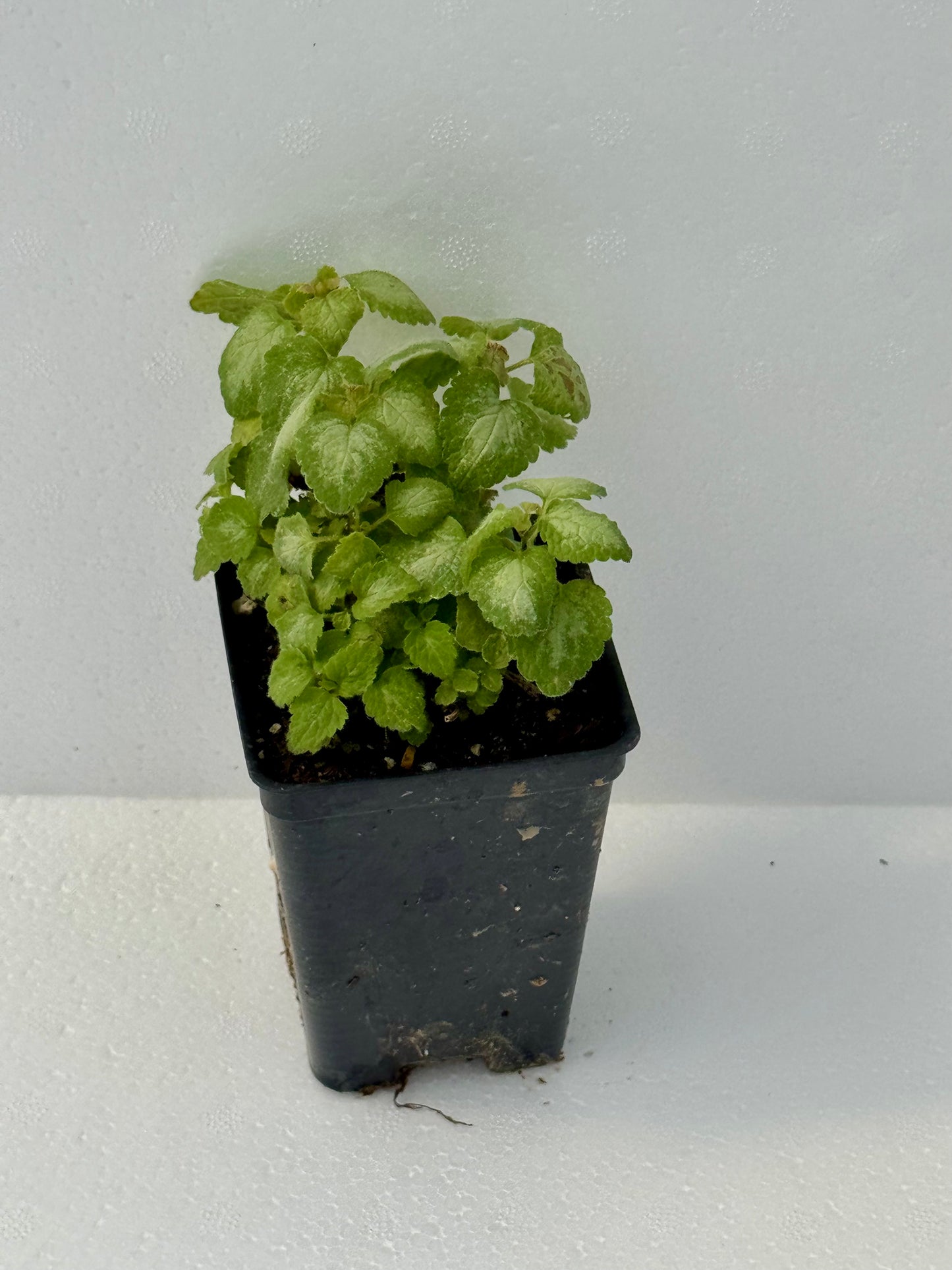 Lamium 'Purple Dragon'