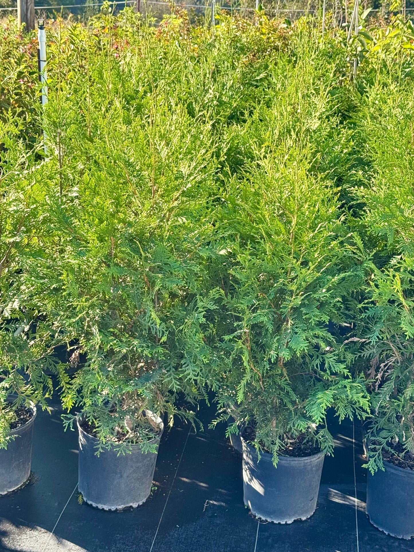 Arborvitae 'Green Giant'