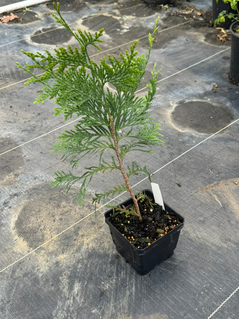 Arborvitae 'Green Giant'
