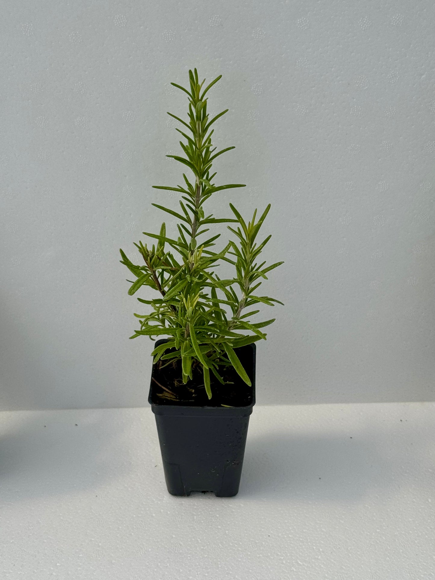 Rosemary 'Barbeque'