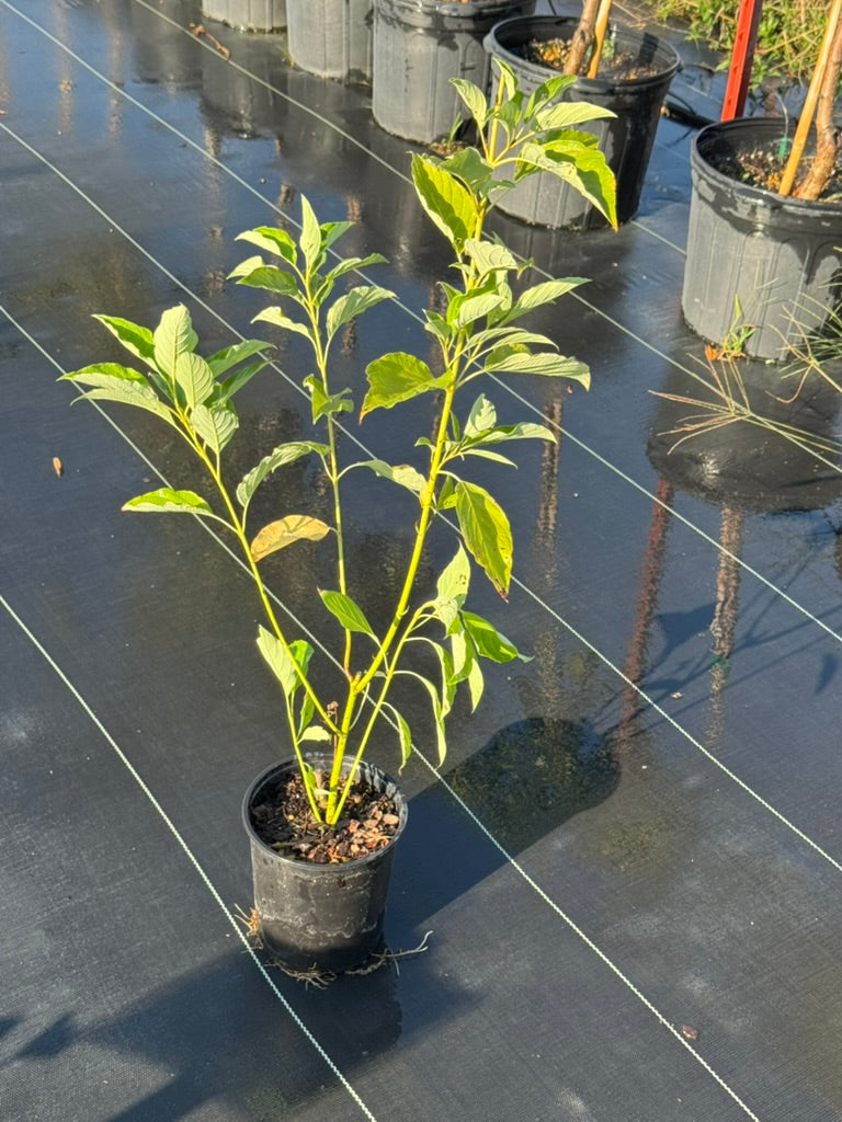 Dogwood 'Yellow Twig'