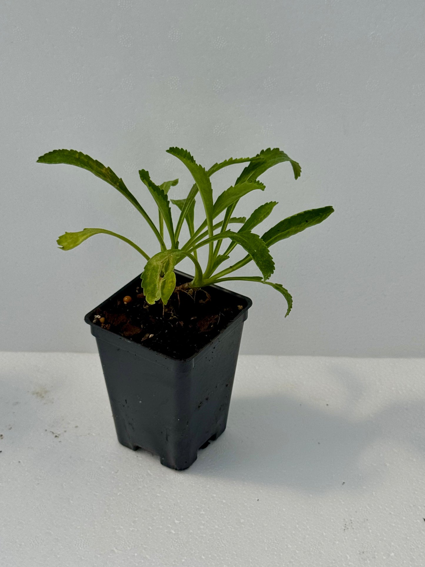 Shasta Daisy 'Daisy Bird'