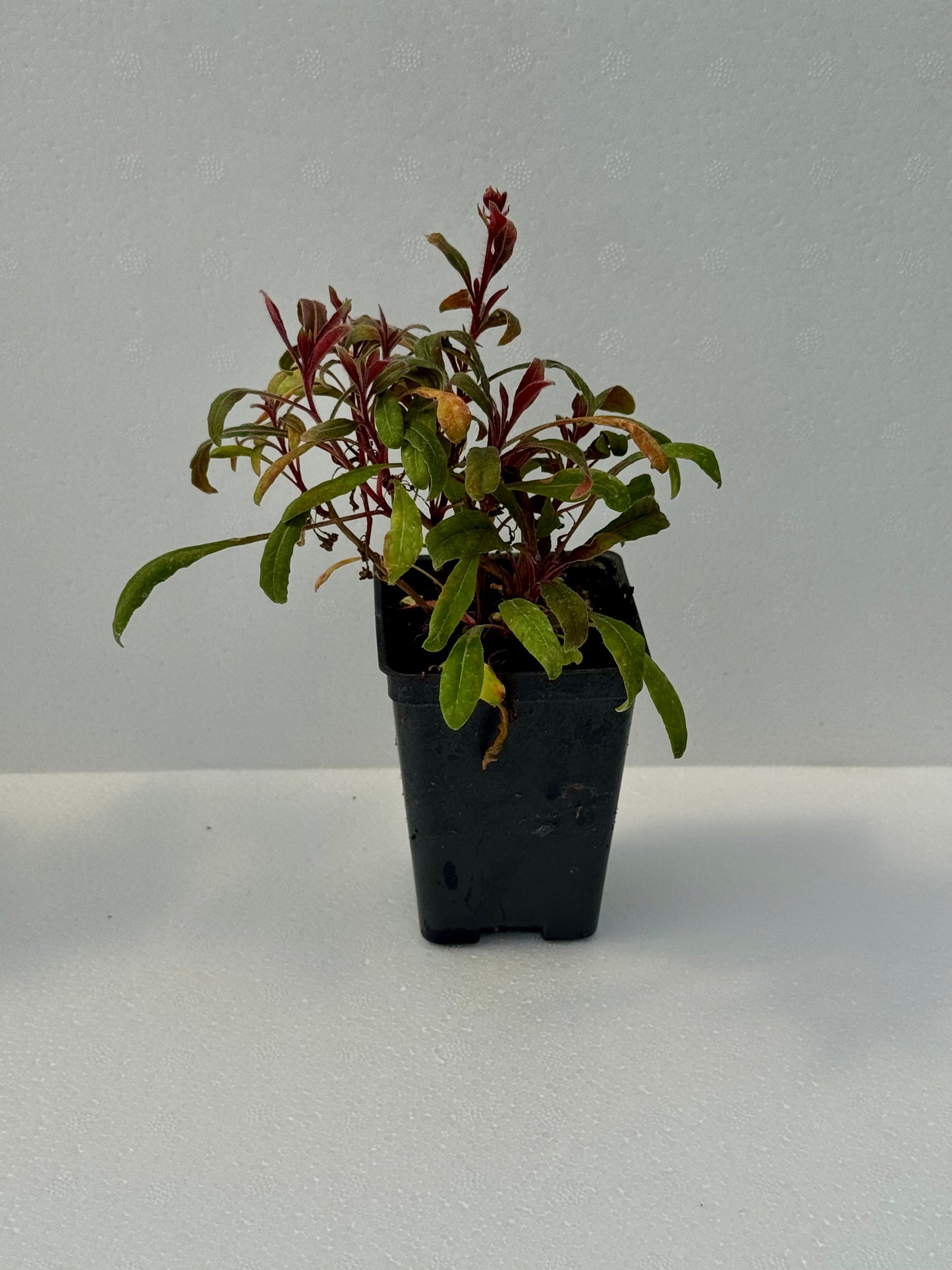 Gaura 'Blush Pink'