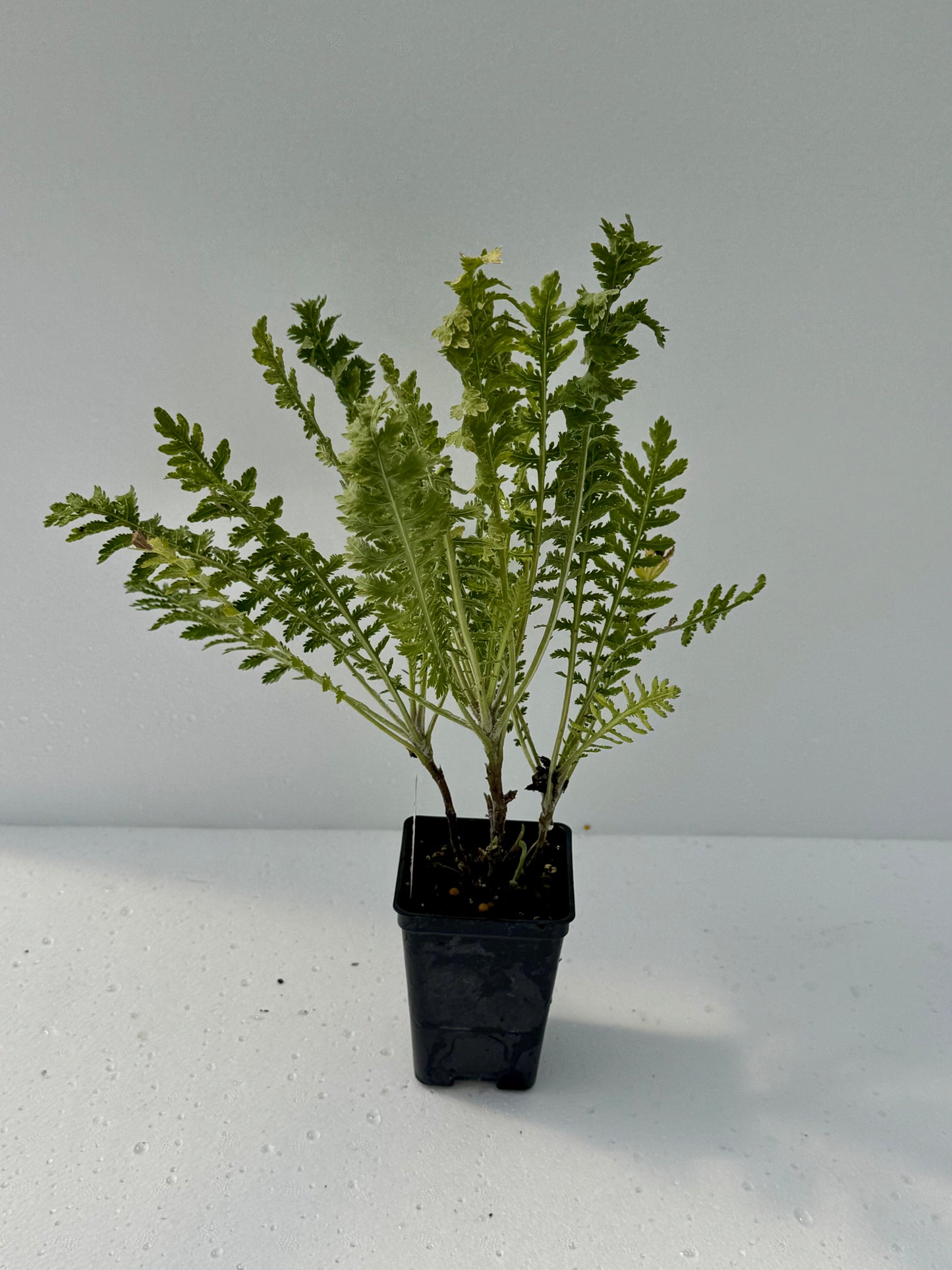 Yarrow 'Gold'