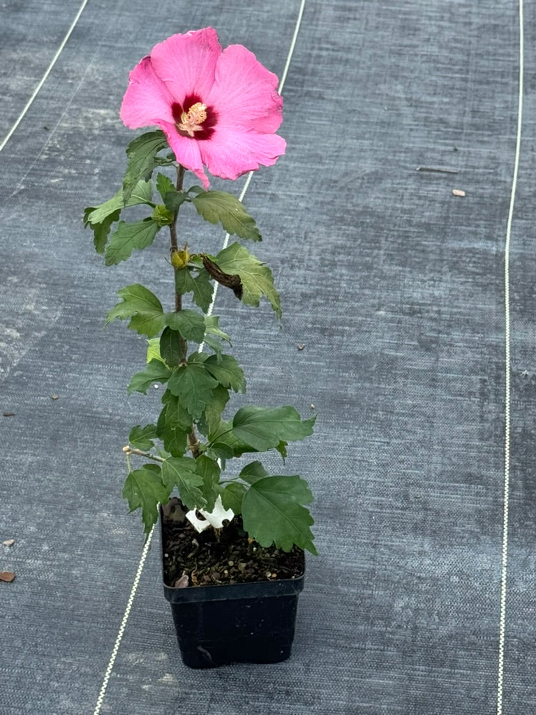 Rose Of Sharon 'Aphrodite'