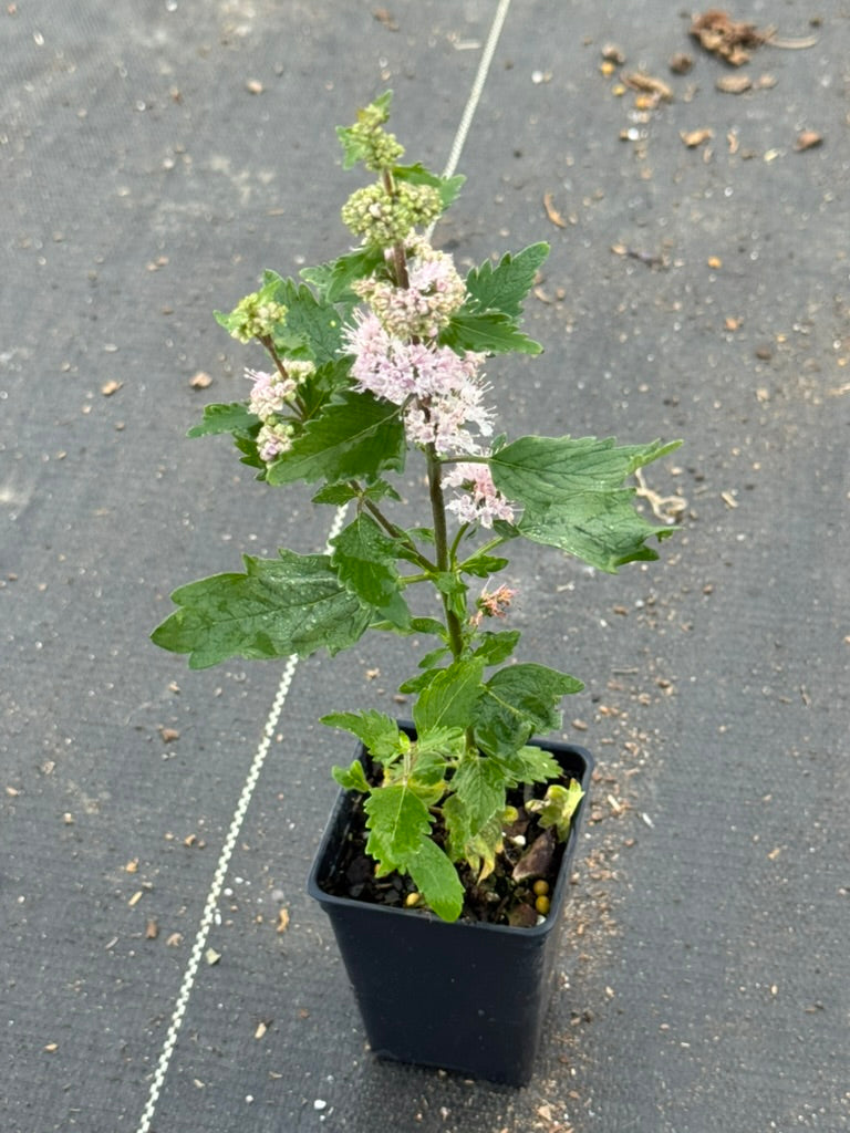 Bluebeard 'Pink'