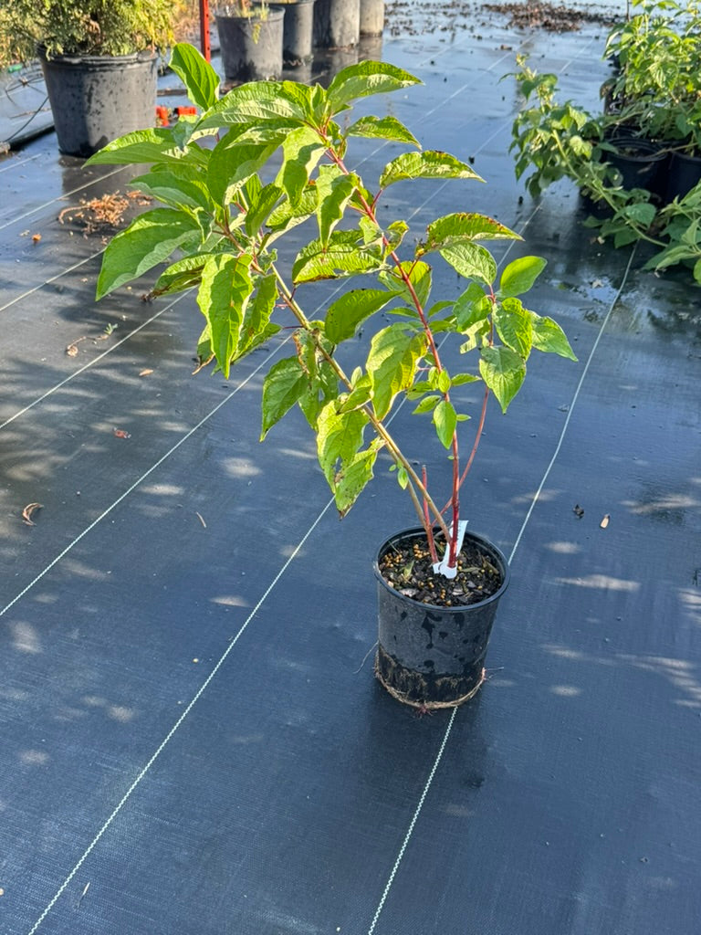 Dogwood 'Red Osier'