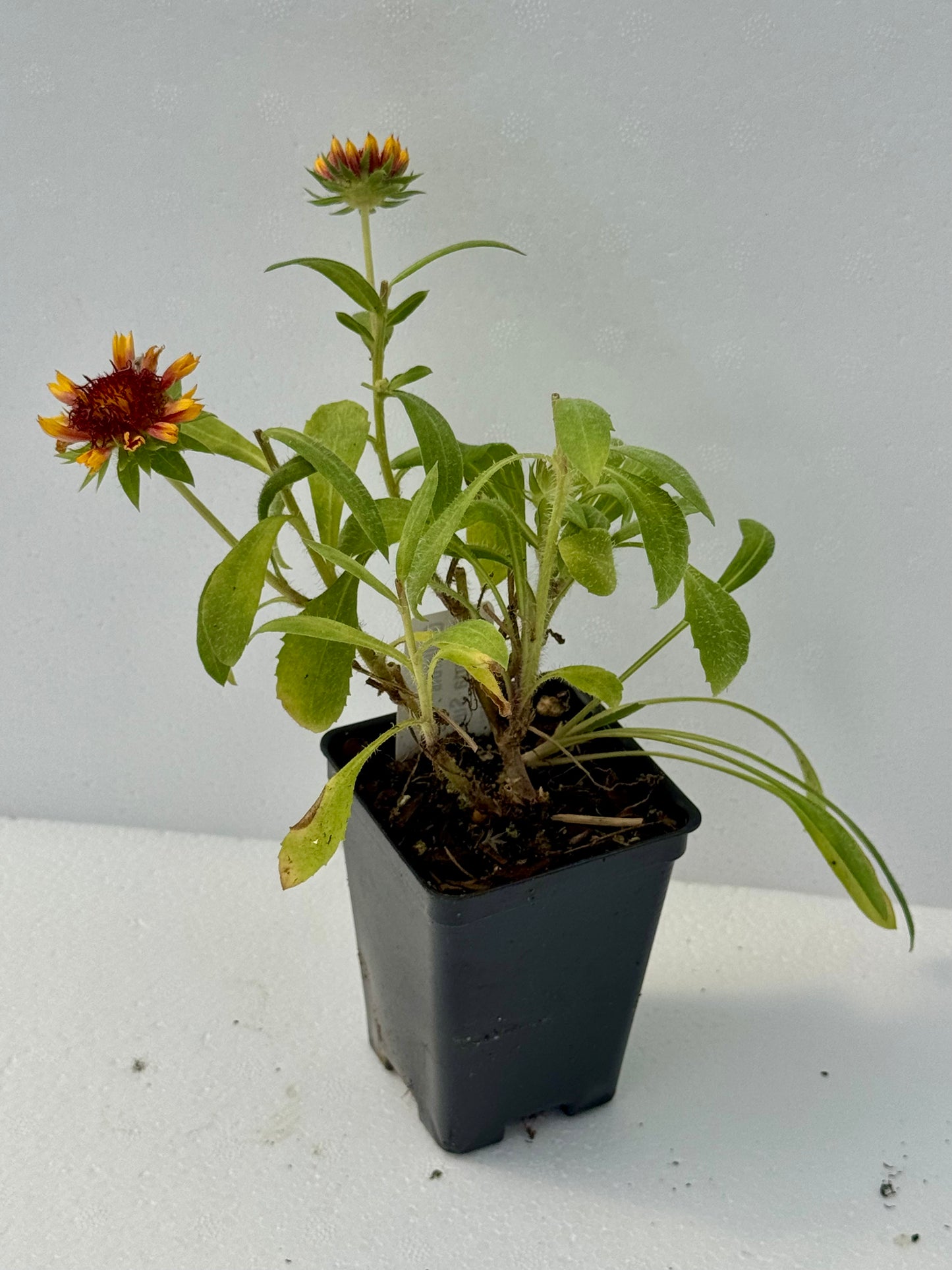 Gaillardia 'Arizona Sun'