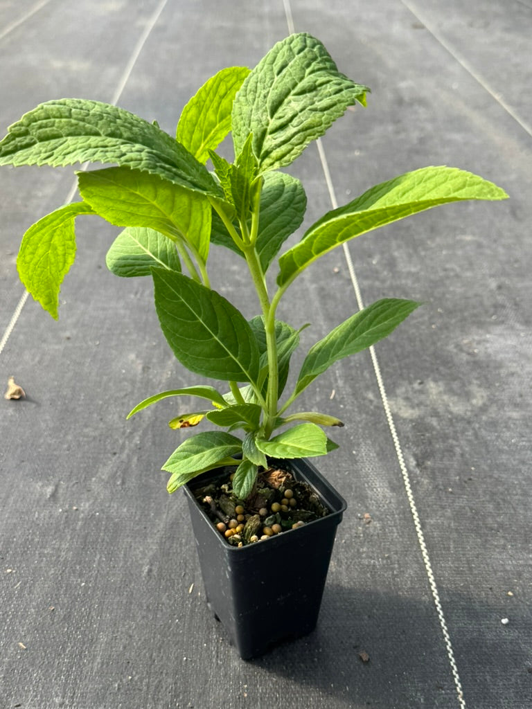 Hydrangea Bigleaf 'Nikko Blue'