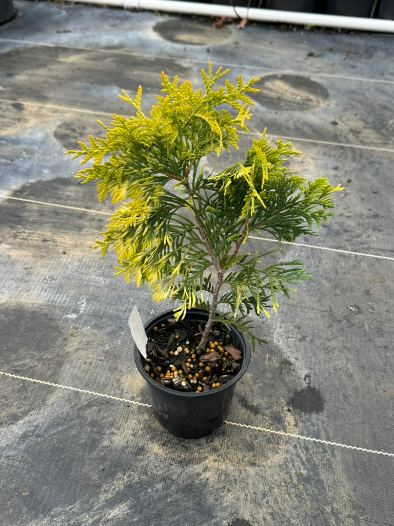 Arborvitae 'Yellow Ribbon'