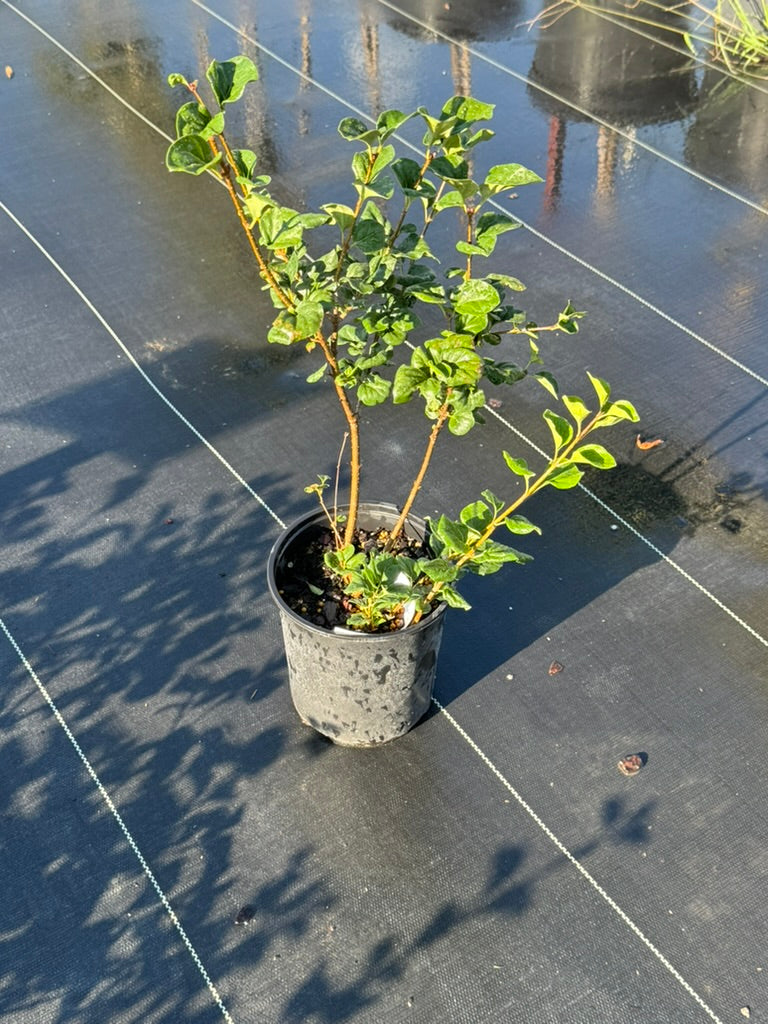 Lilac 'Palabin' Dwarf Korean