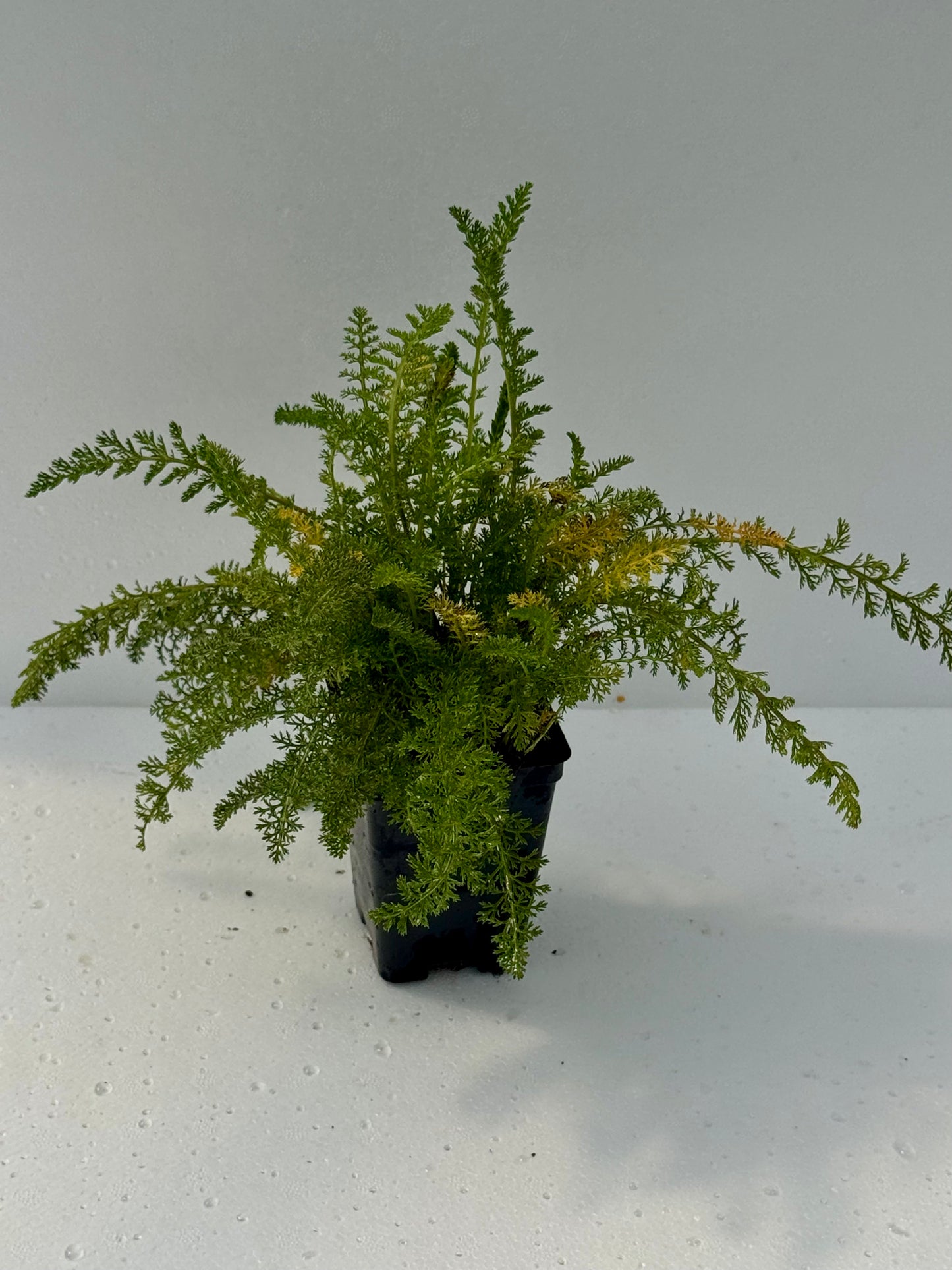 Yarrow 'White'
