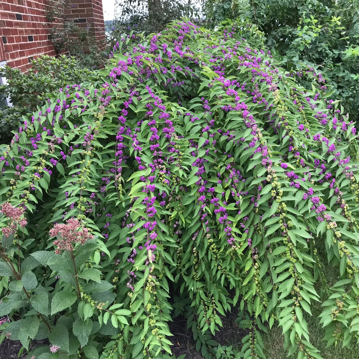 Beautyberry 'American'