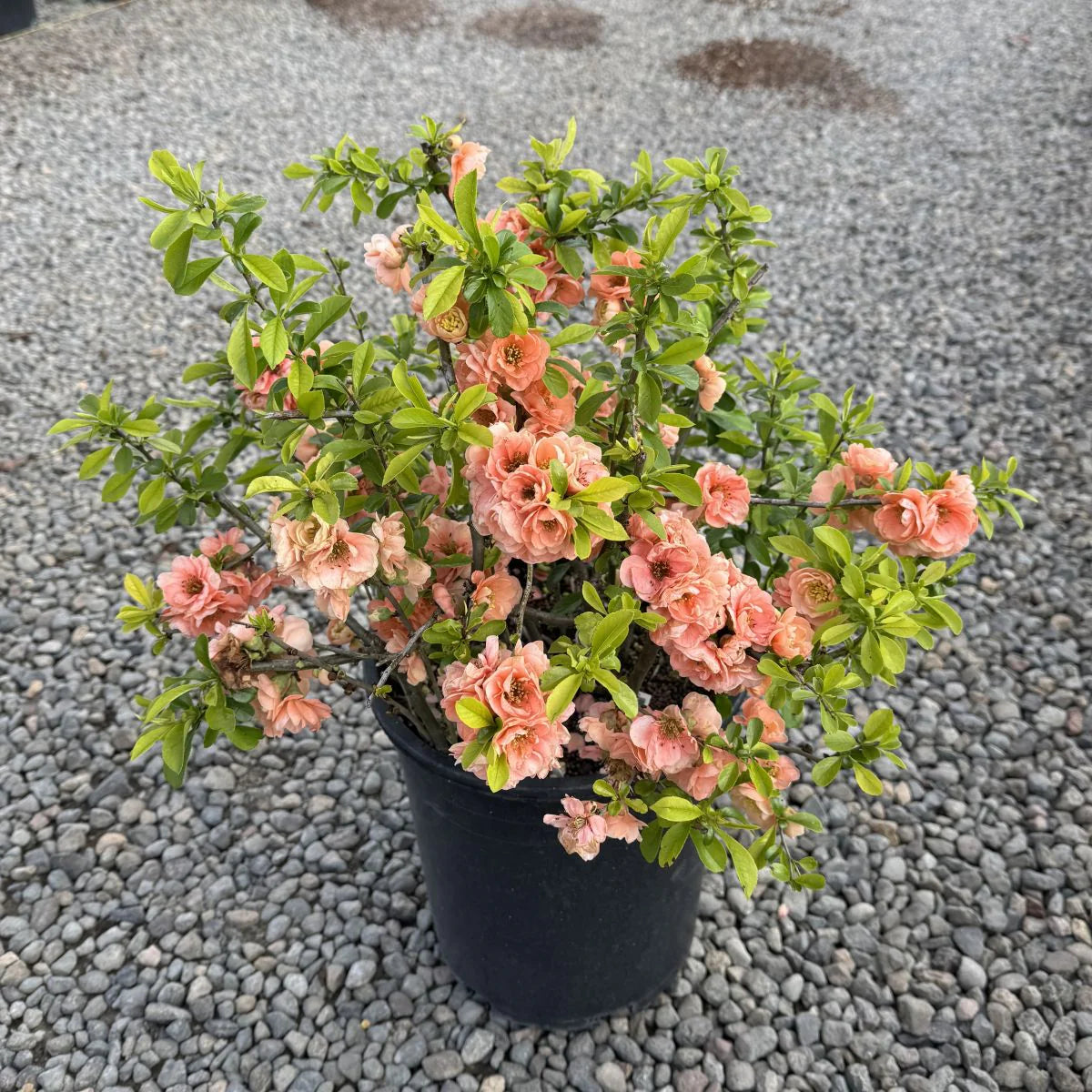 Quince 'Cameo'