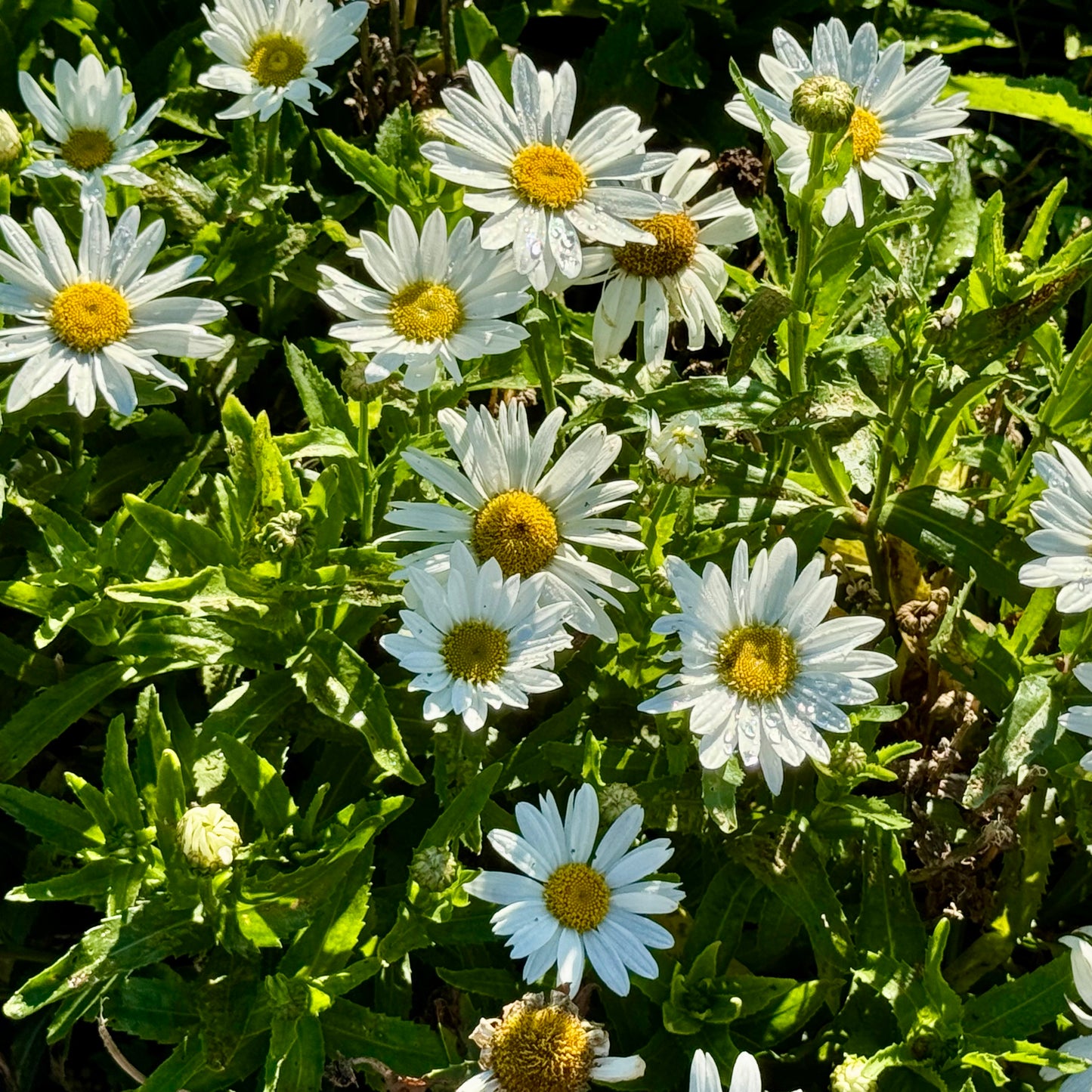 Shasta Daisy 'Daisy Bird'