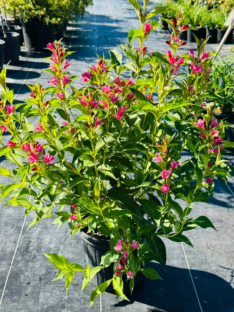 Weigela 'Cardinal Red'