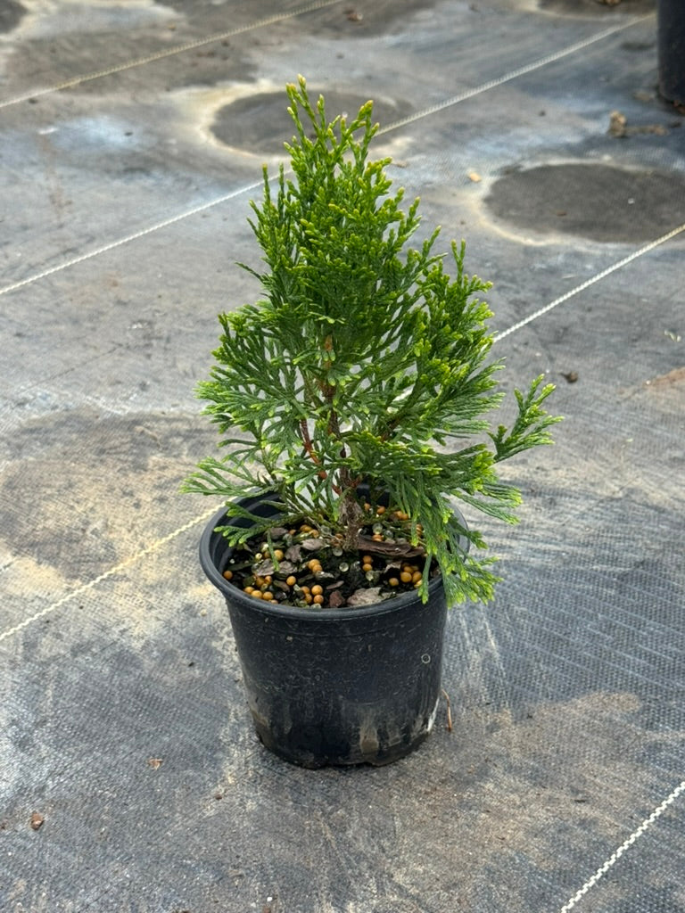 Arborvitae 'Emerald Green'