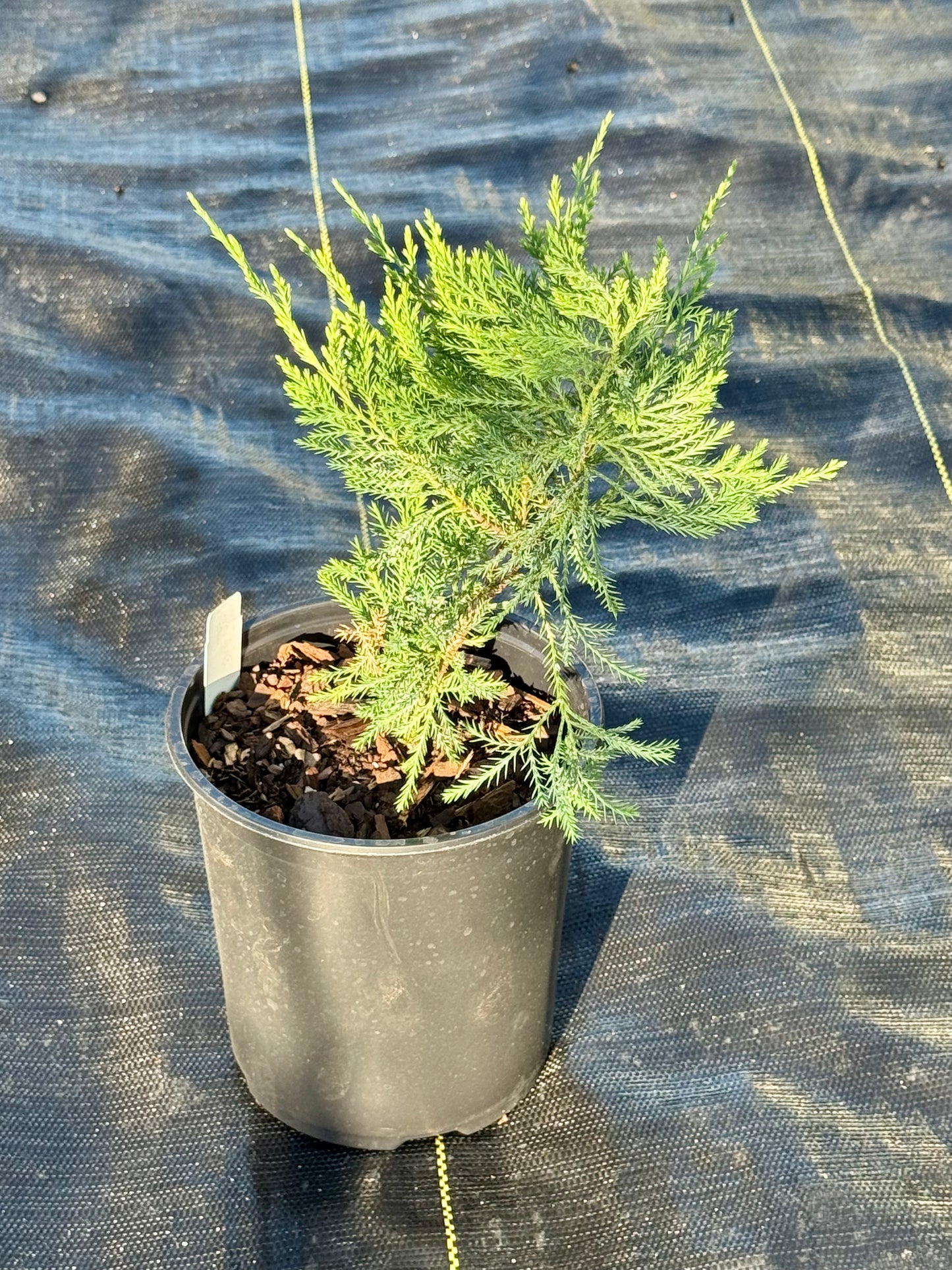 Juniper 'Sea Green'