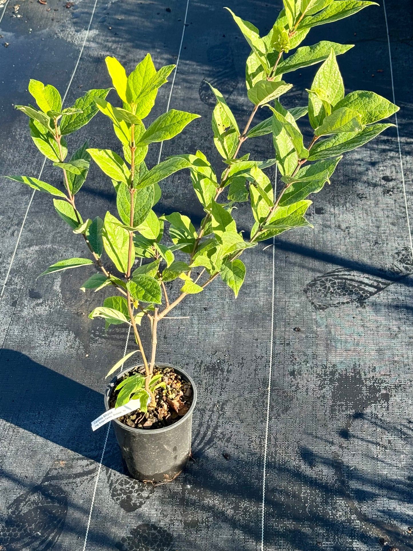 Carolina Allspice