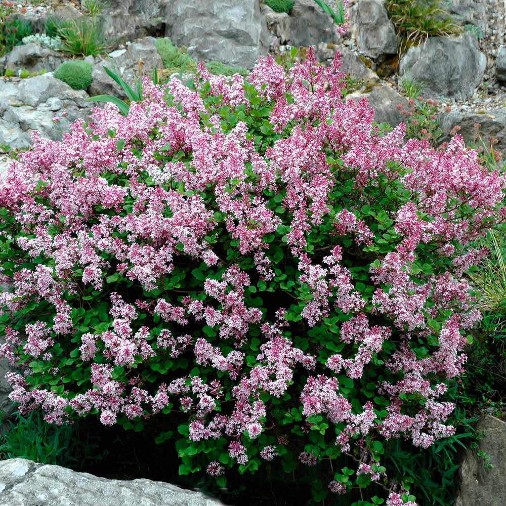 Lilac 'Palabin' Dwarf Korean