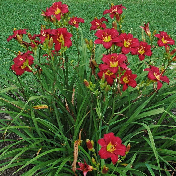 Daylily 'Pardon Me'