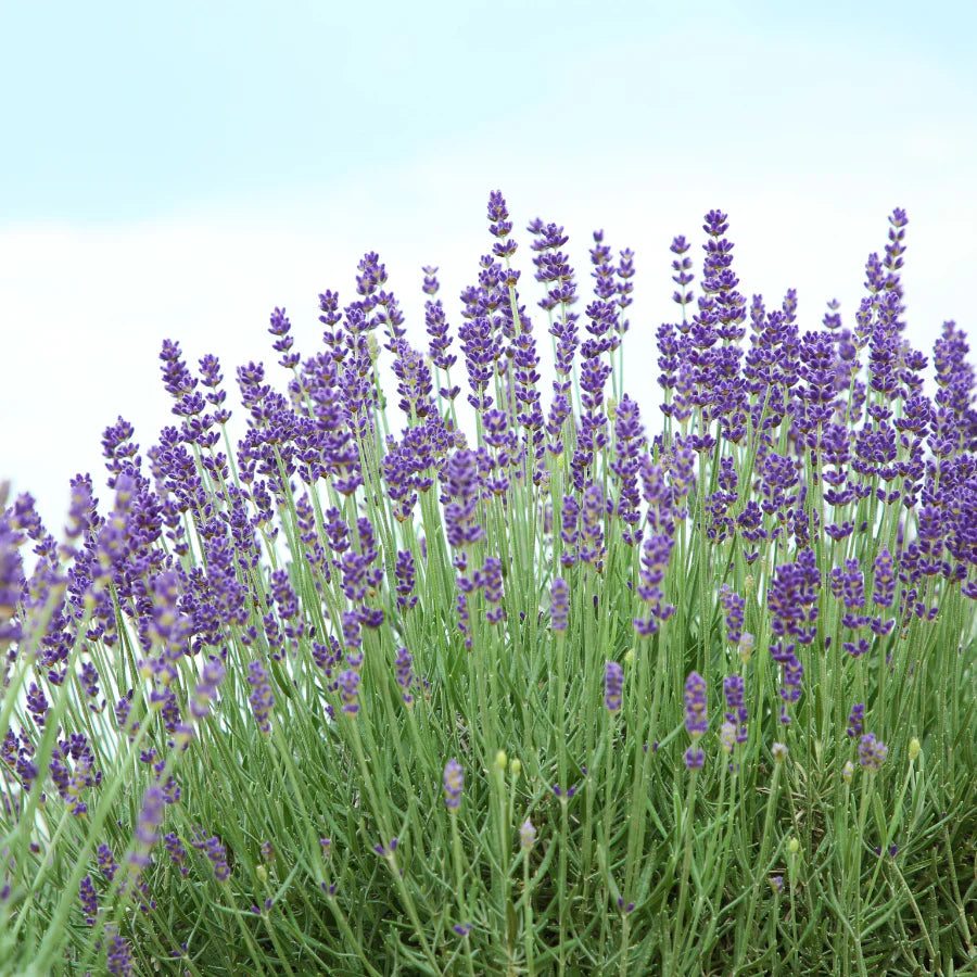 Lavender 'Phenomenal'