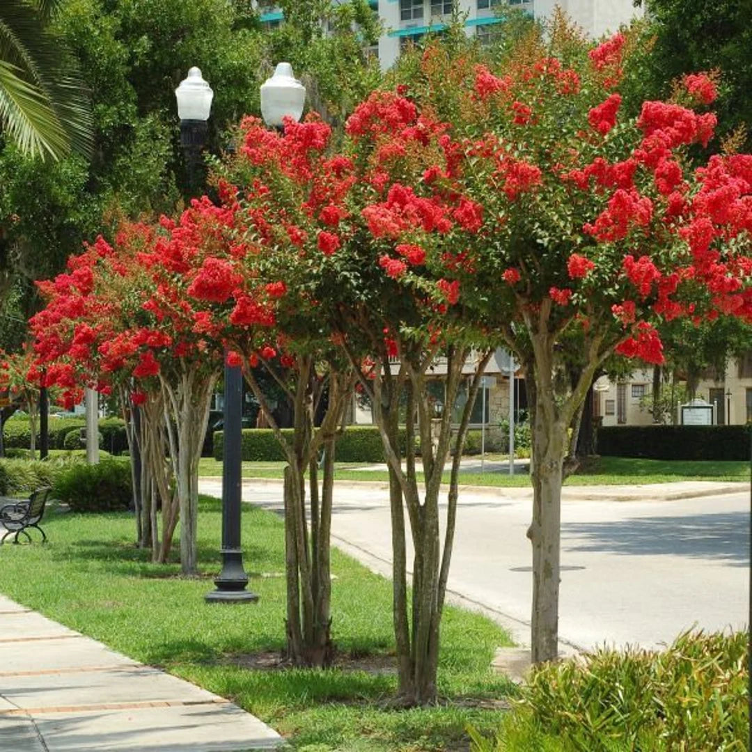Crepe Myrtle 'Rubra'