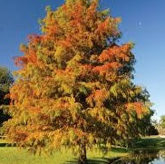 Cypress 'Bald Cypress
