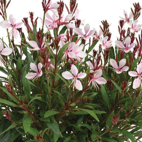 Gaura 'Blush Pink'