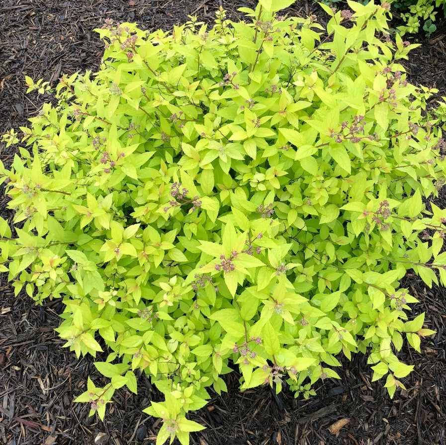 Spirea 'Goldmound'