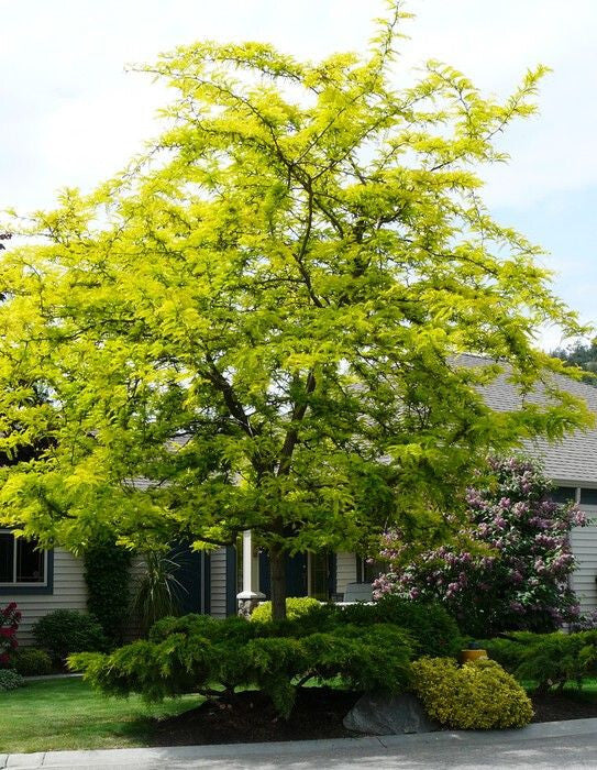 Locust 'Thornless Honey Locust'