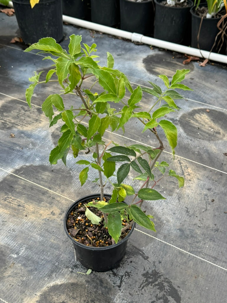 Elderberry 'American'