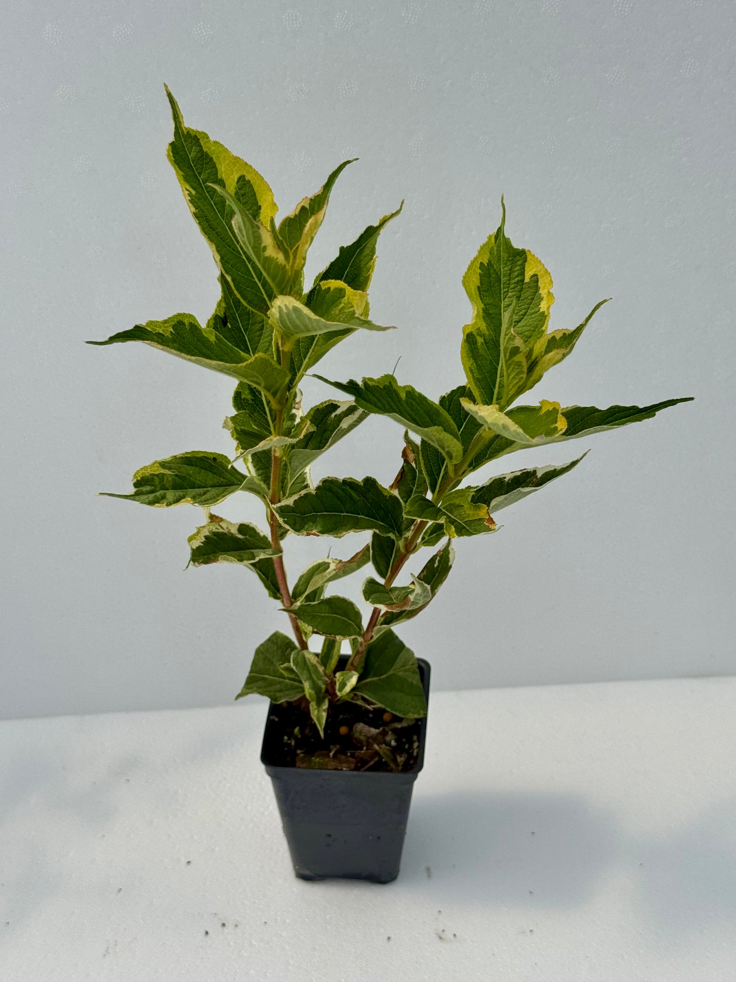 Weigela 'Variegated'