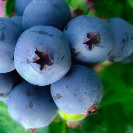 Blueberry 'Powderblue'