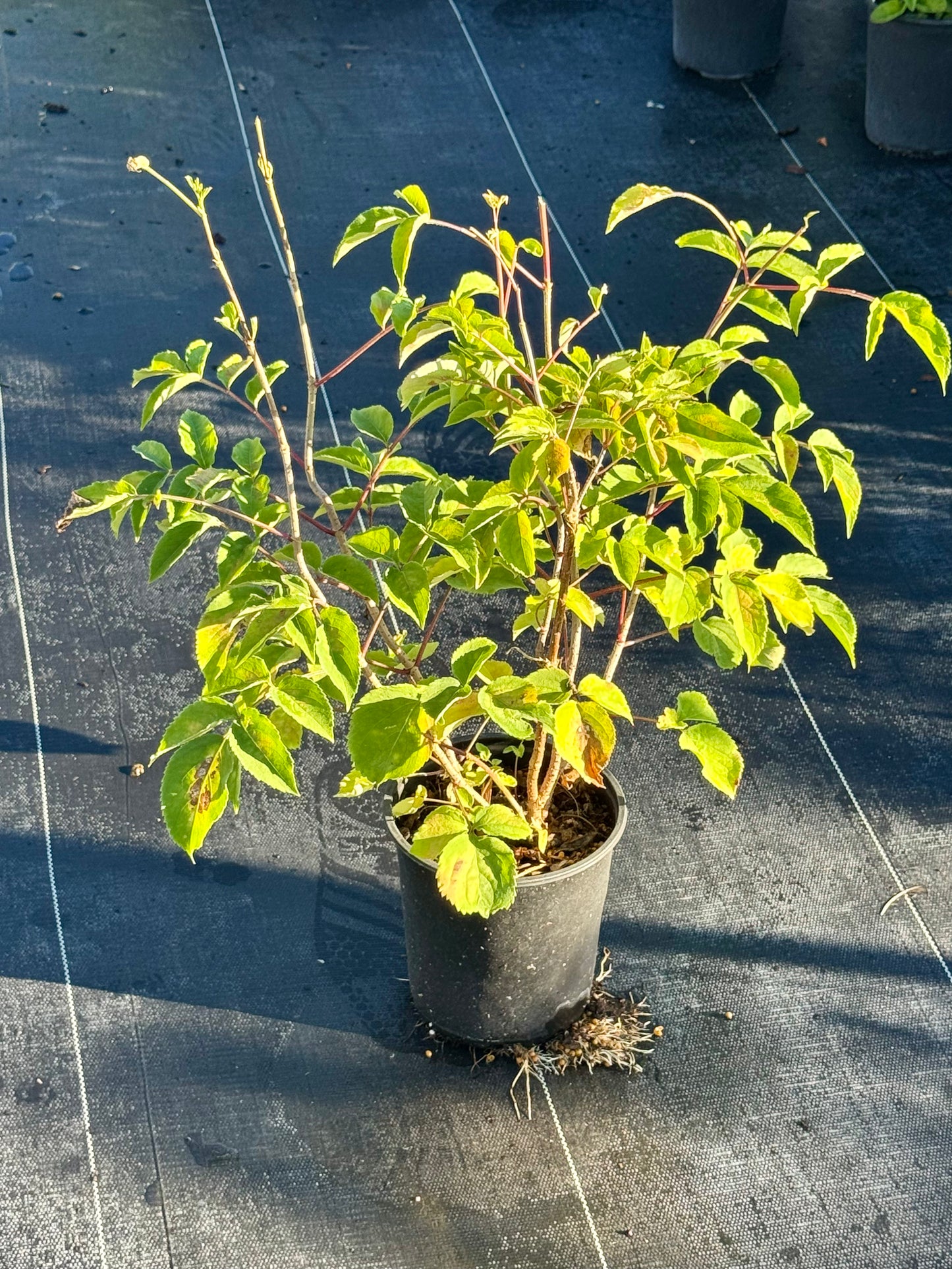 Elderberry 'American'