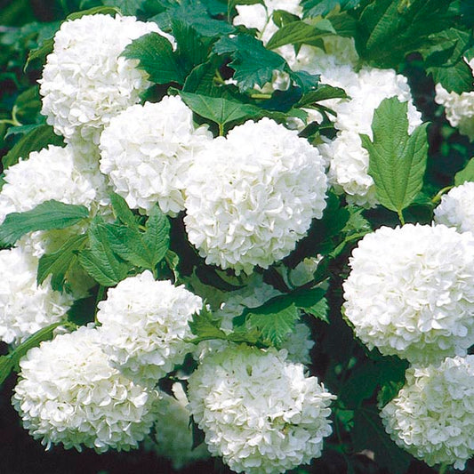 Viburnum 'Sterile' 'Eastern Snowball'